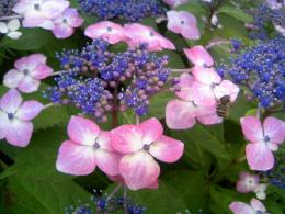 Hydrangea with bee